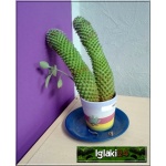 Cactaceae - Kaktusowate - Kaktus domowy K002 FOTO