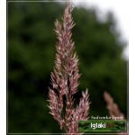 Calamagrostis acutiflora Karl Foerster - Trzcinnik ostrokwiatowy Karl Foerster - zielony, jasnobrązowe kłosy, wys 140-180, kw 8/9 C2