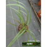 Calamagrostis acutiflora Karl Foerster - Trzcinnik ostrokwiatowy Karl Foerster - zielony, jasnobrązowe kłosy, wys 140-180, kw 8/9 C2