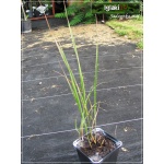 Calamagrostis acutiflora Overdam - Trzcinnik ostrokwiatowy Overdam - paskowany liść, wys 100/130, kw 6/8 C0,5