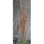 Calamagrostis acutiflora Overdam - Trzcinnik ostrokwiatowy Overdam - paskowany liść, wys 100/130, kw 6/8 FOTO
