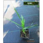 Calamagrostis acutiflora Karl Foerster - Trzcinnik ostrokwiatowy Karl Foerster - zielony, jasnobrązowe kłosy, wys 140-180, kw 8/9 FOTO