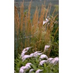 Calamagrostis epigejos - Trzcinnik piaskowy - wys. 180, kw 7/9 FOTO 