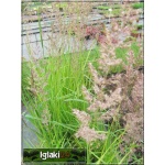 Calamagrostis epigejos - Trzcinnik piaskowy - wys. 180, kw 7/9 FOTO 