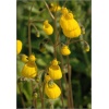 Calceolaria biflora Goldcap - Pantofelnik dwukwiatowy Goldcap - żółty FOTO
