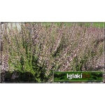 Calluna vulgaris - Wrzos pospolity - jasnoróżowy kwiat FOTO