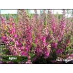 Calluna vulgaris - Wrzos pospolity - różowy kwiat FOTO