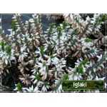 Calluna vulgaris - Wrzos pospolity - biały kwiat FOTO 