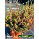 Calluna vulgaris - Wrzos pospolity - czerwony kwiat FOTO