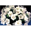 Campanula carpatica Pearl White - Dzwonek karpacki Pearl White - białe, wys. 10/20, kw. 6/7 C0,5 xxxy