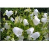 Campanula cochlearifolia Baby White - Dzwonek drobny Baby White - biały, wys 10, kw 6/8 FOTO 