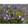 Campanula cochlearifolia Blue - Dzwonek drobny Blue - niebieski, wys 10, kw 6/8 FOTO 