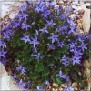 Campanula garganica - Dzwonek gargański - niebieski, wys 15, kw 6/8 C0,5 xxxy