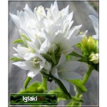 Campanula glomerata Alba - Dzwonek skupiony Alba - biały, wys 30, kw 6/8 C2 xxxy