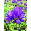 Campanula glomerata - Dzwonek skupiony - ciemno niebieski, wys 50, kw 6/8 C2 xxxy