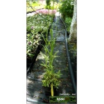 Campanula persicifolia Alba - Dzwonek brzoskwiniolistny Alba - biały, wys. 100, kw 6/8 C0,5