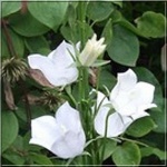 Campanula persicifolia White - Dzwonek brzoskwiniolistny White - biały, wys. 60, kw 6/8 C0,5