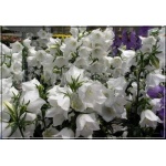 Campanula persicifolia White - Dzwonek brzoskwiniolistny White - biały, wys. 60, kw 6/8 C0,5