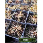Carex berggreeni - Turzyca Berggrena - brązowy liść, wys 10, kw 5/6 FOTO 