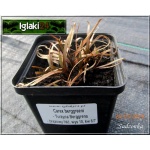 Carex berggreeni - Turzyca Berggrena - brązowy liść, wys 10, kw 5/6 FOTO 