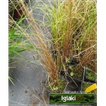 Carex buchananii Red Roster - Turzyca nowozelandzka Red Roster - brązowoczerwonawa, wys 60, kw 6/8 FOTO