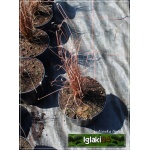 Carex buchananii Red Roster - Turzyca nowozelandzka Red Roster - brązowoczerwonawa, wys 60, kw 6/8 FOTO