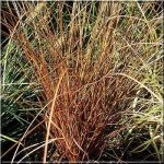 Carex buchananii - Turzyca Buchanana - brązowy liść, wys 60, kw 5/6 FOTO