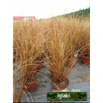 Carex buchananii - Turzyca Buchanana - brązowy liść, wys 60, kw 5/6 FOTO