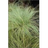 Carex comans Amazon Mist - Turzyca włosista Amazon Mist - szaro-niebiesko-zielone, wys. 30, kw.4/6 C2 xxxy