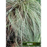 Carex comans Frosted Curls - Turzyca włosista Frosted Curls - wys. 30 FOTO