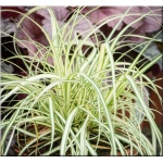 Carex hachijoensis Maxigold - Turzyca hachijońska Maxigold - kremowo-zielone, wys. 30, kw. 6 C0,5 zzzz xxxy