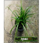 Carex morrowii Irish Green - Turzyca Morrowa Irish Green - ciemnozielony, wys. 30, kw. 6/7 C2