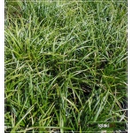 Carex morrowii Irish Green - Turzyca Morrowa Irish Green - ciemnozielony, wys. 30, kw. 6/7 C2
