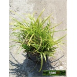 Carex morrowii Variegata - Turzyca Morrowa Variegata - białopaskowane liście, wys 35, kw 5/6 C2