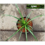 Carex morrowii Variegata - Turzyca Morrowa Variegata - białopaskowane liście, wys 35, kw 5/6 C2