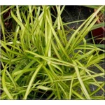 Carex muskingumensis Aureovariegata - Turzyca muskegońska Aureovariegata - palmowe kłosy paskowane, wys 60, kw 6/9 C0,5
