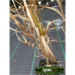 Carex muskingumensis Aureovariegata - Turzyca muskegońska Aureovariegata - palmowe kłosy paskowane, wys 60, kw 6/9 FOTO 