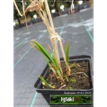 Carex muskingumensis Aureovariegata - Turzyca muskegońska Aureovariegata - palmowe kłosy paskowane, wys 60, kw 6/9 C0,5