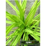 Carex pendula - Turzyca zwisła - szeokie liście, zwisajace kłosy, wys 100, kw 5/7 C0,5