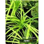 Carex pendula - Turzyca zwisła - szeokie liście, zwisajace kłosy, wys 100, kw 5/7 C0,5