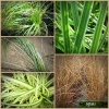 Carex - Turzyca MIX KOLORÓW FOTO