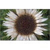 Carlina acaulis ssp. Simplex - Dziewięćsił bezłodygowy Simplex - srebrno-biały, wys. 50, kw. 7/9 FOTO