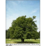 Carpinus betulus - Grab Pospolity C7,5 _150-180cm