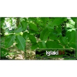 Carpinus betulus - Grab Pospolity C7,5 _150-180cm