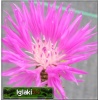 Centaurea dealbata - Chaber białawy - różowy, wys 70, kw 5/7 C0,5