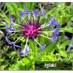 Centaurea montana - Chaber górski - niebieski, wys 40, kw 5/6 FOTO