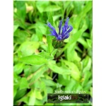 Centaurea montana - Chaber górski - niebieski, wys 40, kw 5/6 FOTO
