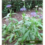 Centaurea montana - Chaber górski - niebieski, wys 40, kw 5/6 C0,5