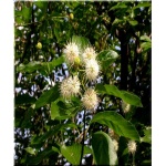 Cephalanthus occidentalis - Guzikowiec zachodni - białe FOTO