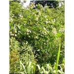 Cephalanthus occidentalis - Guzikowiec zachodni - białe FOTO